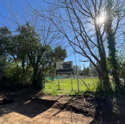 lote 1
